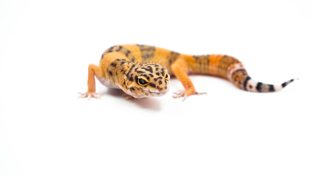Photo exotic pets