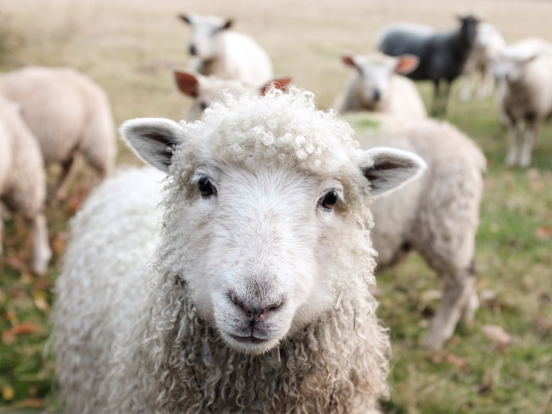 Photo vet, lawyer, malpractice, animal, justice