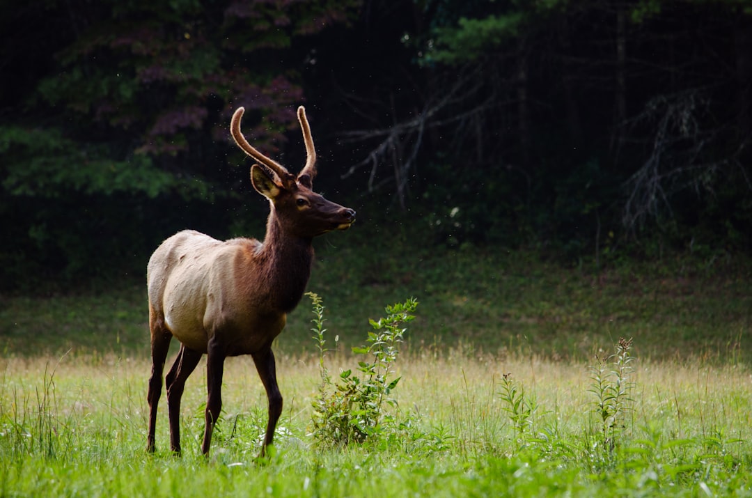 Photo Deer, Elk