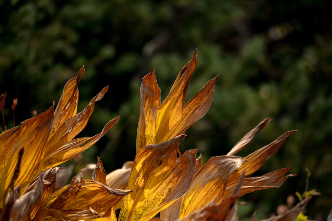 Photo Contract dispute